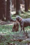 Weimaraner 