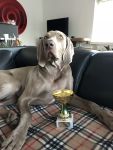 Weimaraner 