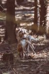 Weimaraner 