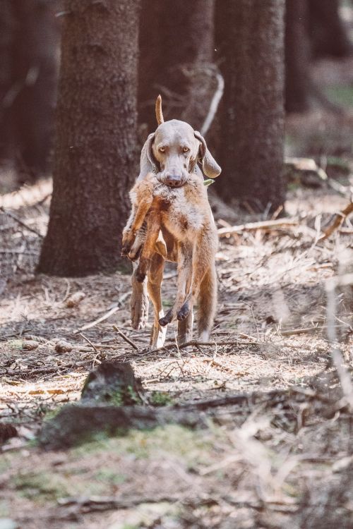 Weimaraner 