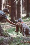 Weimaraner 