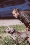 Weimaraner 