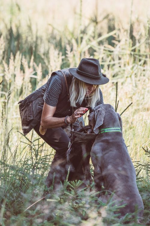 Weimaraner 