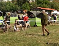 Weimaraner shorthaired