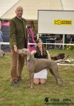 Weimaraner shorthaired