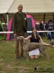 Weimaraner shorthaired