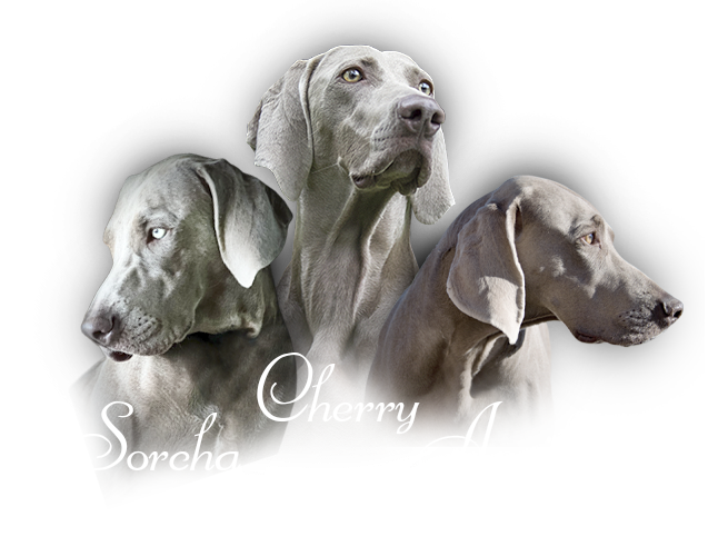 Our Weimaraners