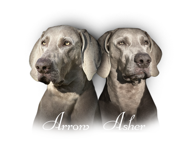 Our Weimaraners