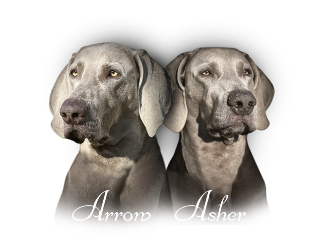 unsere weimaraner