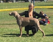 Weimaraner