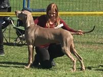 Weimaraner