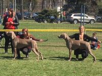 Weimaraner