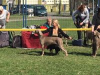 Weimaraner