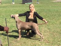 Weimaraner