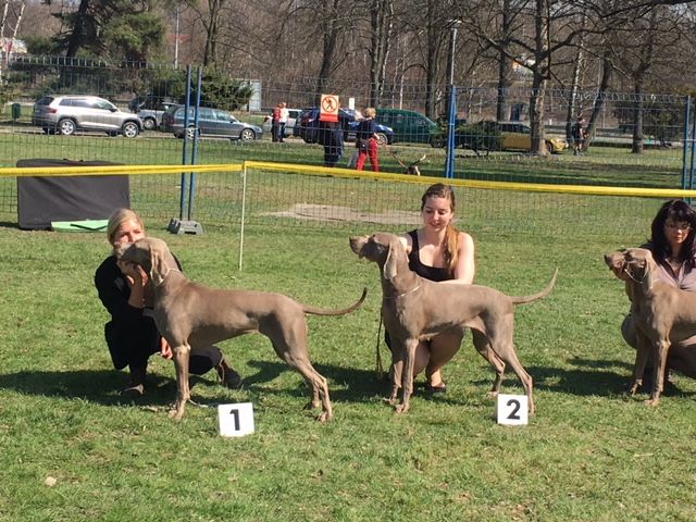 Weimaraner