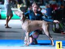 Weimaraner