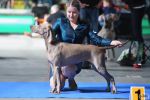 Weimaraner