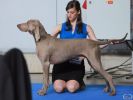 Weimaraner