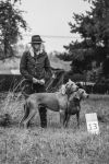 Weimaraner shorthaired