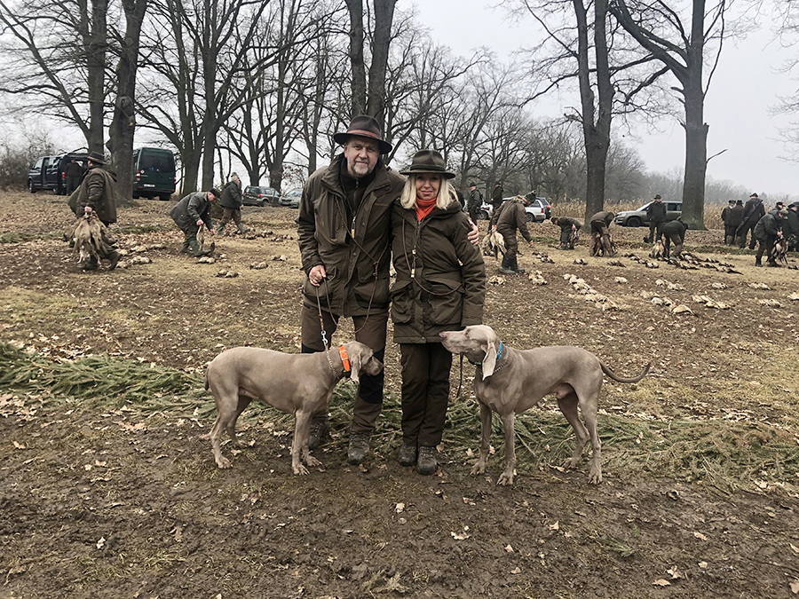 Weimaraner kurzhaar