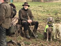 Weimaraner shorthaired