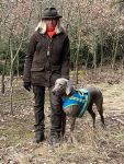 Weimaraner shorthaired