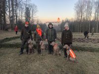 Weimaraner shorthaired