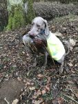 Weimaraner shorthaired