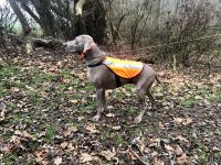 Weimaraner shorthaired