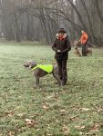 Weimaraner shorthaired