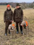 Weimaraner shorthaired