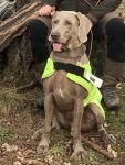 Weimaraner shorthaired