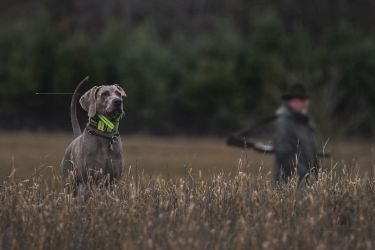 Vmarsk oha krtkosrst Grey Bay