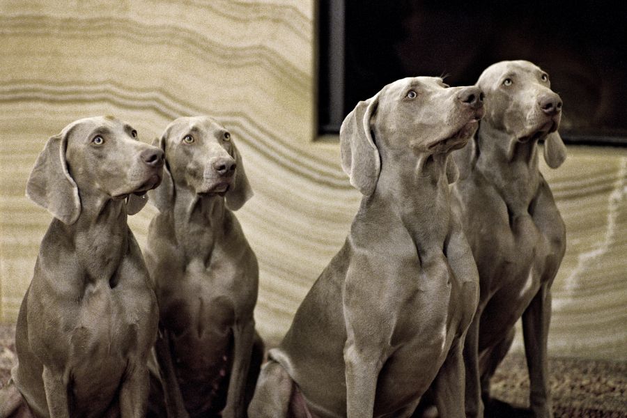 Weimaraner