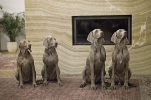 Weimaraner