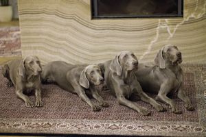 Weimaraner