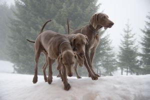 Weimaraner