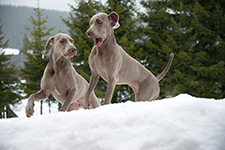 Weimaraner