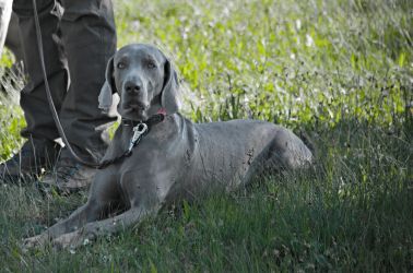 Vmarsk oha krtkosrst Grey Bay