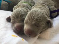 Weimaraner puppies