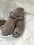 Weimaraner puppies