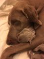 Weimaraner puppies