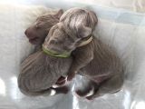 Weimaraner puppies