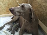 Weimaraner puppies