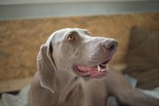 Weimaraner puppies