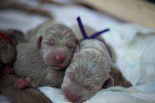 Weimaraner puppies