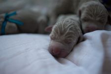 Weimaraner puppies