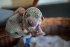 Weimaraner puppies