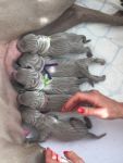 Weimaraner puppies