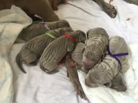 Weimaraner puppies